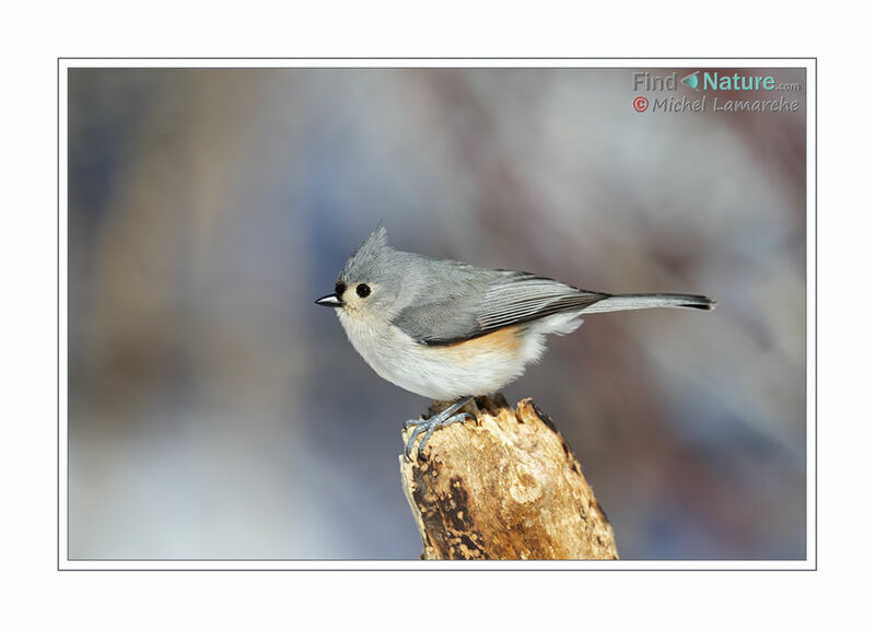 Tufted Titmouse