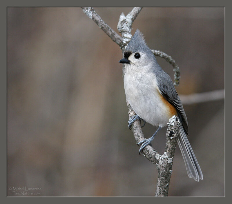 Tufted Titmouse