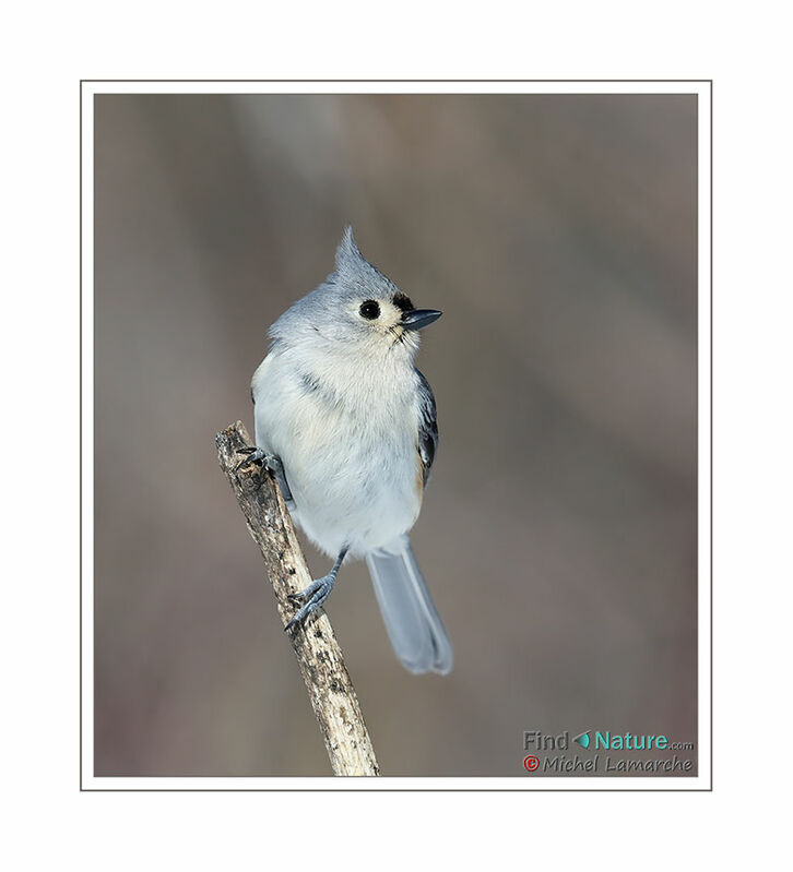 Tufted Titmouse