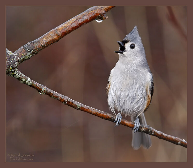 Tufted Titmouse, identification