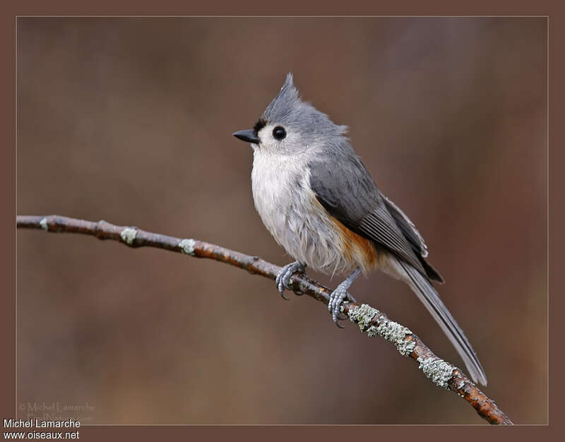 Tufted Titmouse, identification