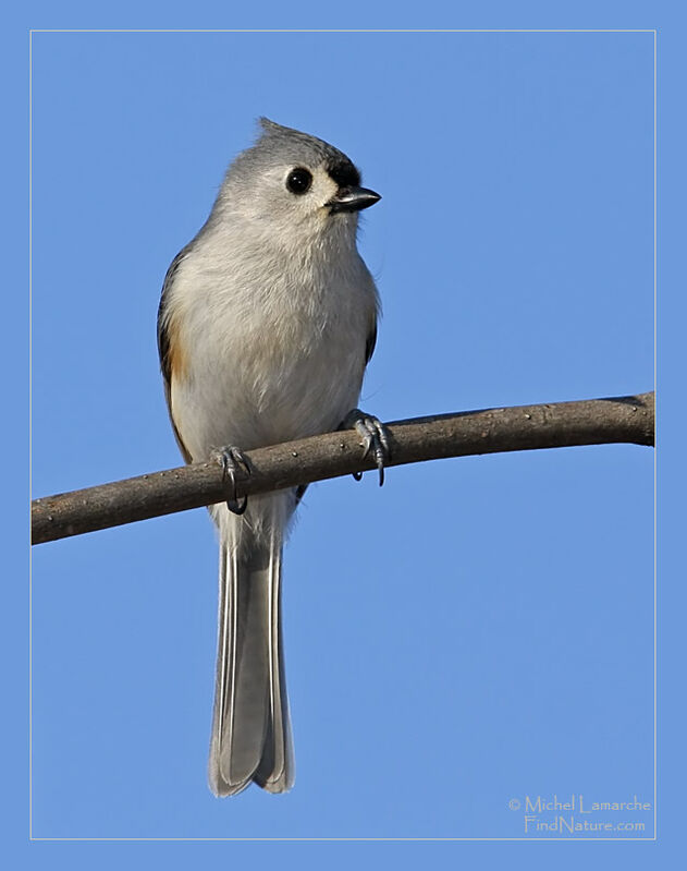 Tufted Titmouse