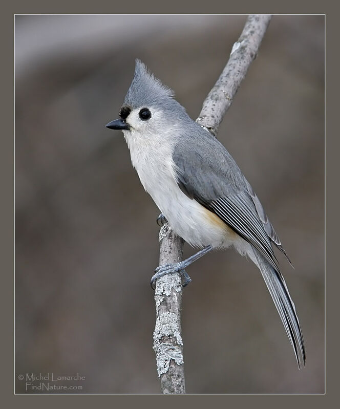 Tufted Titmouse