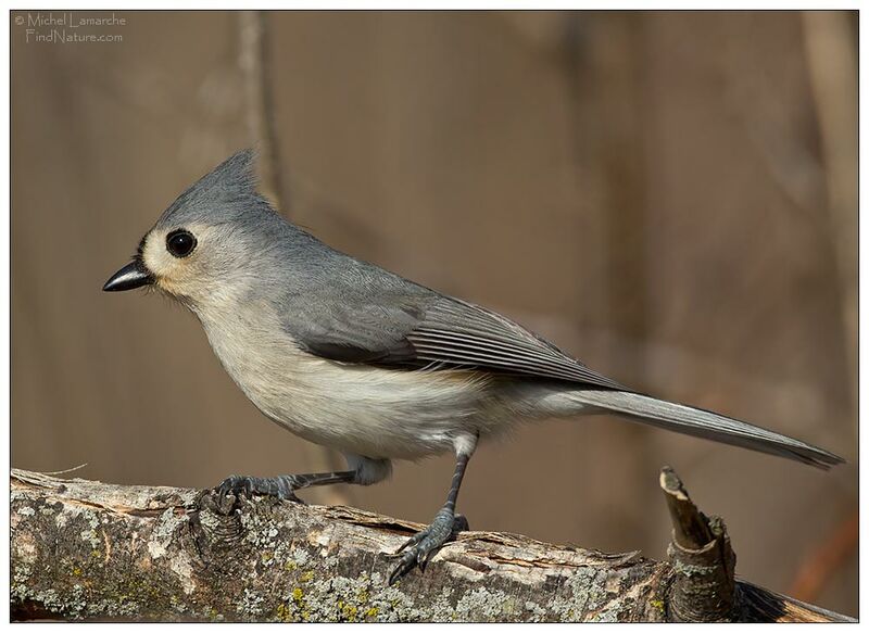 Tufted Titmouse