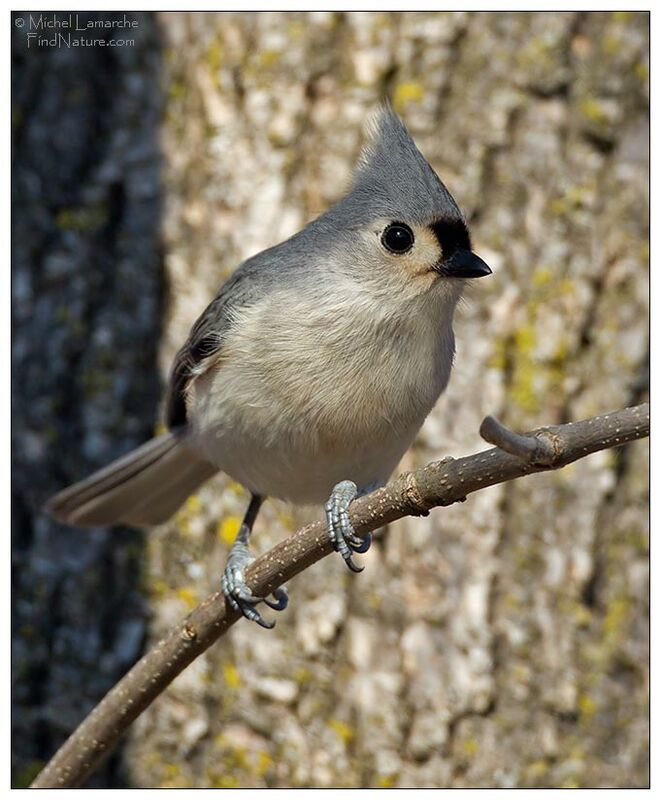 Mésange bicolore