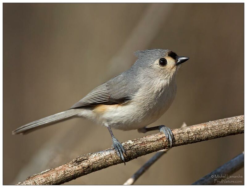 Tufted Titmouse