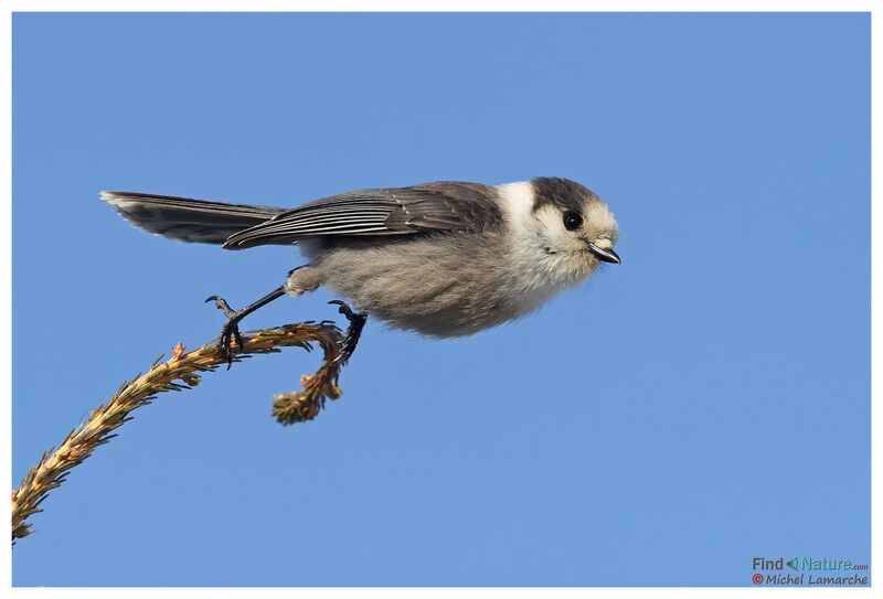 Canada Jay, Flight