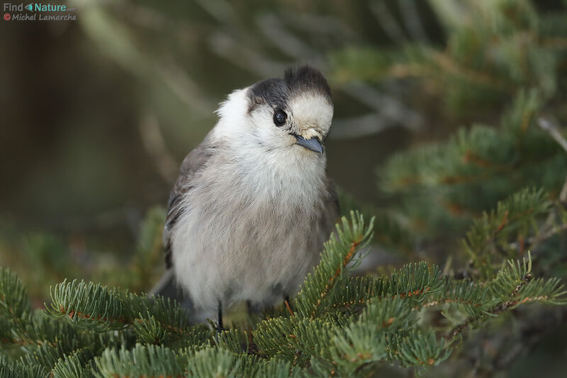 Canada Jay