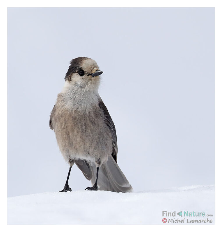 Canada Jay