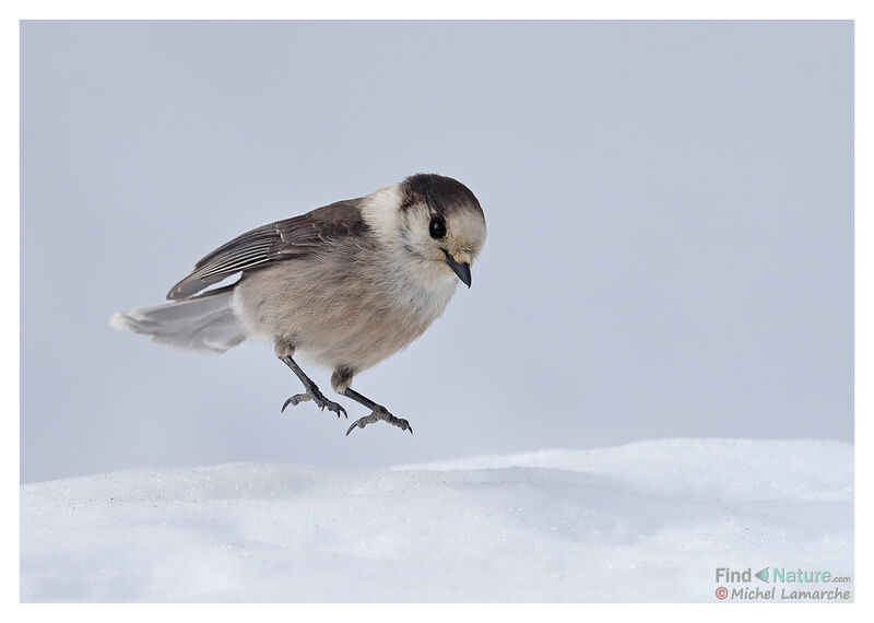 Canada Jay