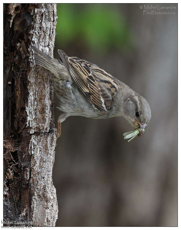 Moineau domestique femelle adulte, régime