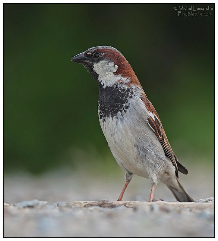 House Sparrow male adult