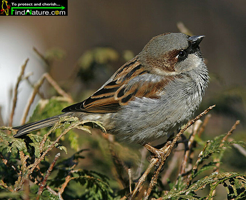 House Sparrow male adult