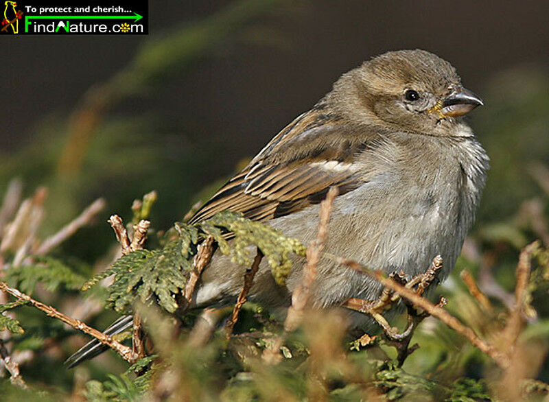 Moineau domestique femelle adulte