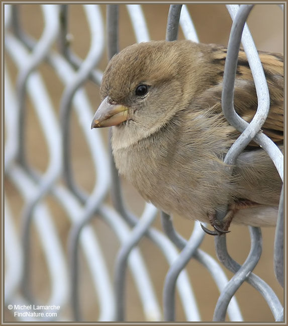 Moineau domestique femelle adulte