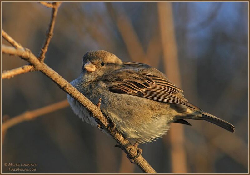 House Sparrow female adult