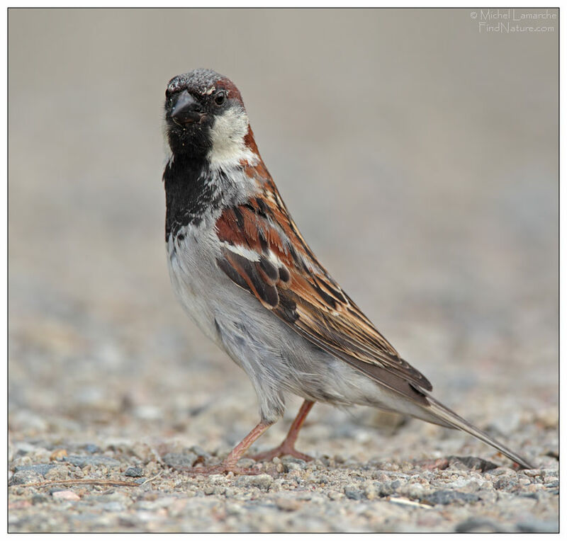 Moineau domestique mâle adulte