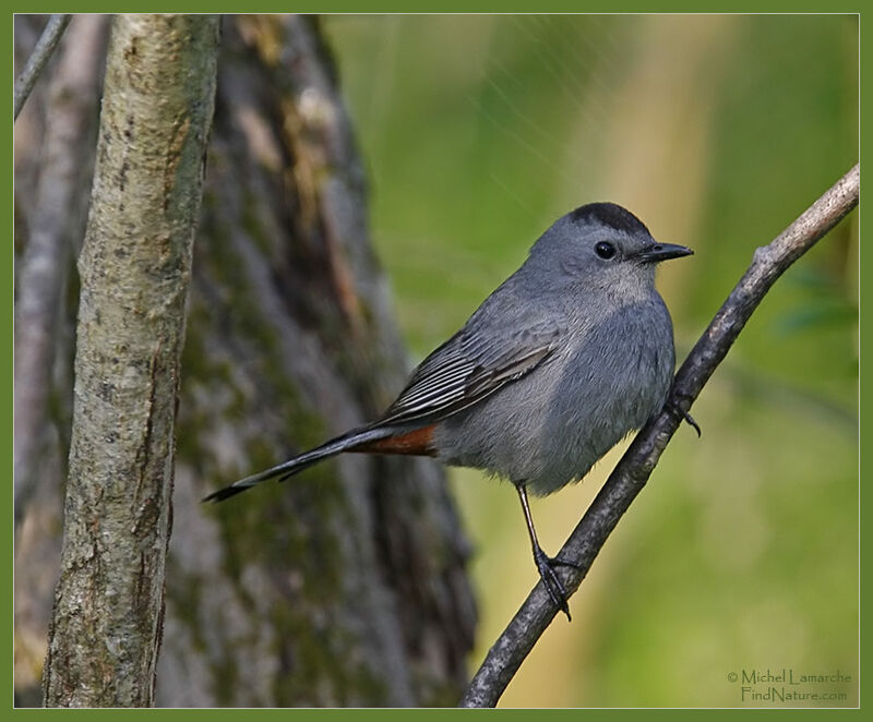 Grey Catbird