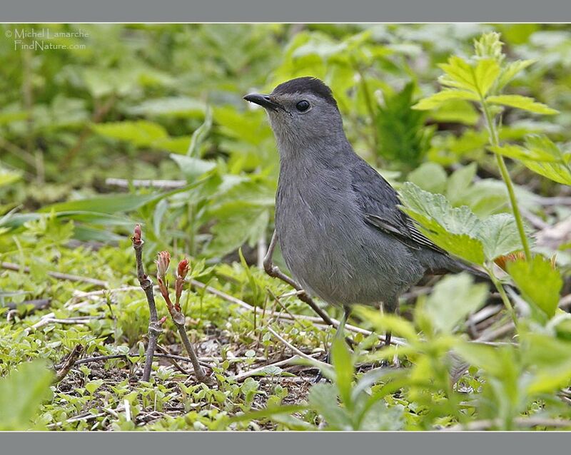 Grey Catbird