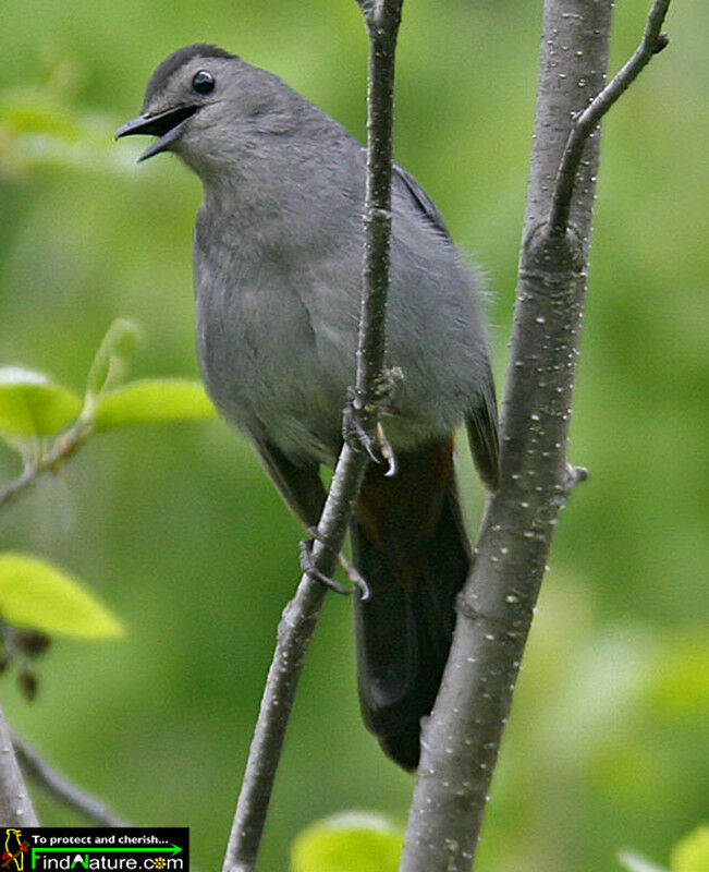 Grey Catbirdadult