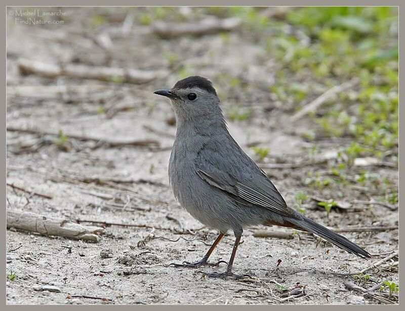 Grey Catbird