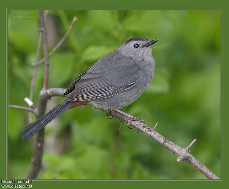 Moqueur chatadulte, identification