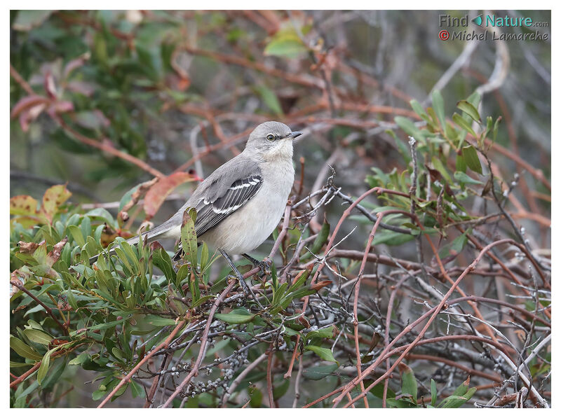 Northern Mockingbird