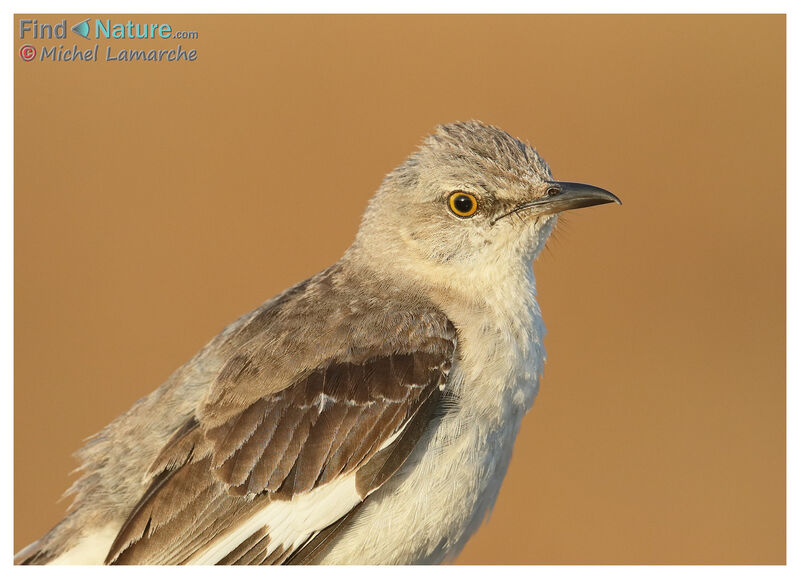 Northern Mockingbird