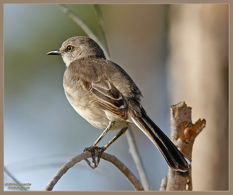 Northern Mockingbird