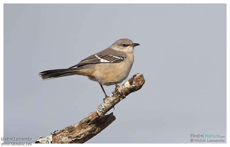 Northern Mockingbirdadult, identification