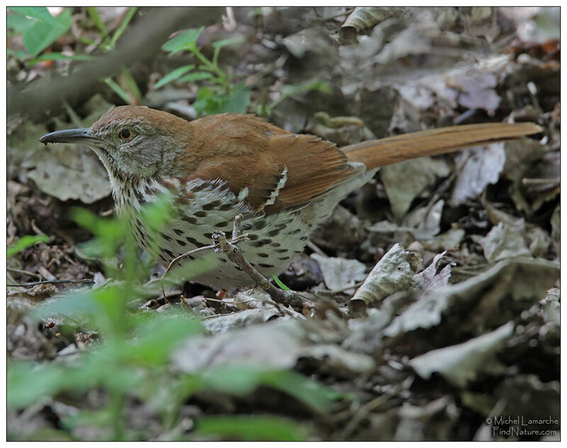 Brown Thrasher