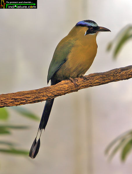 Amazonian Motmot