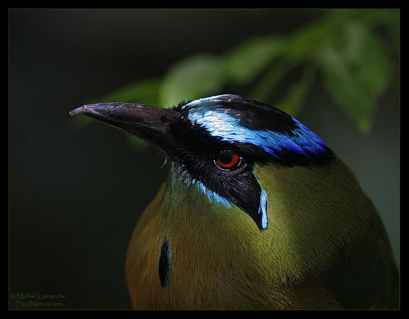 Amazonian Motmot