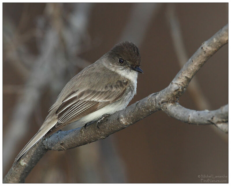 Eastern Phoebe