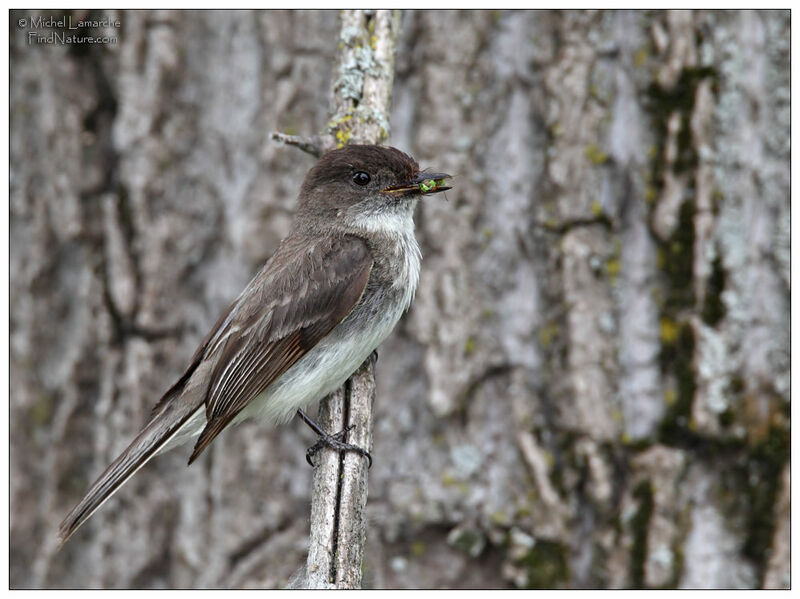 Eastern Phoebe