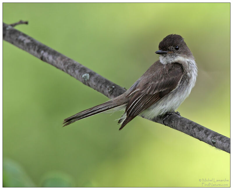 Eastern Phoebe