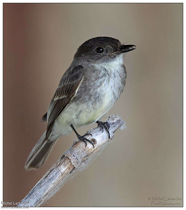 Eastern Phoebeadult, close-up portrait