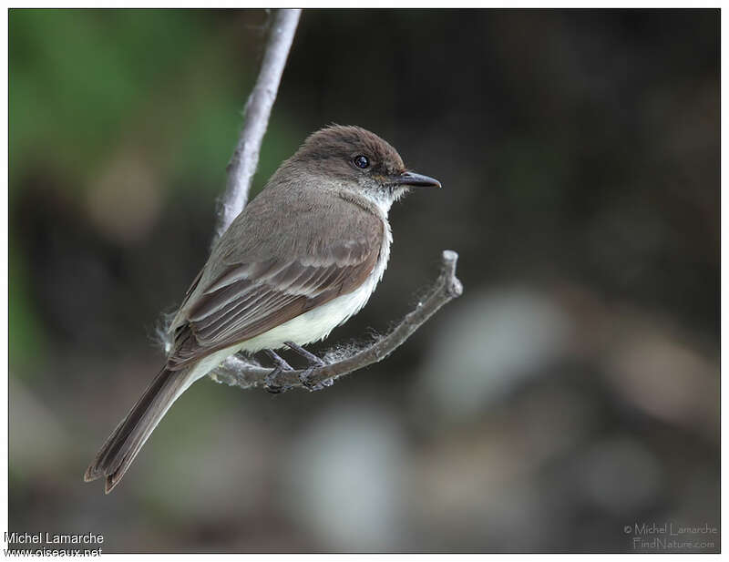 Eastern Phoebeadult, identification