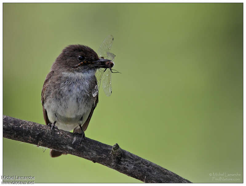 Eastern Phoebeadult, feeding habits