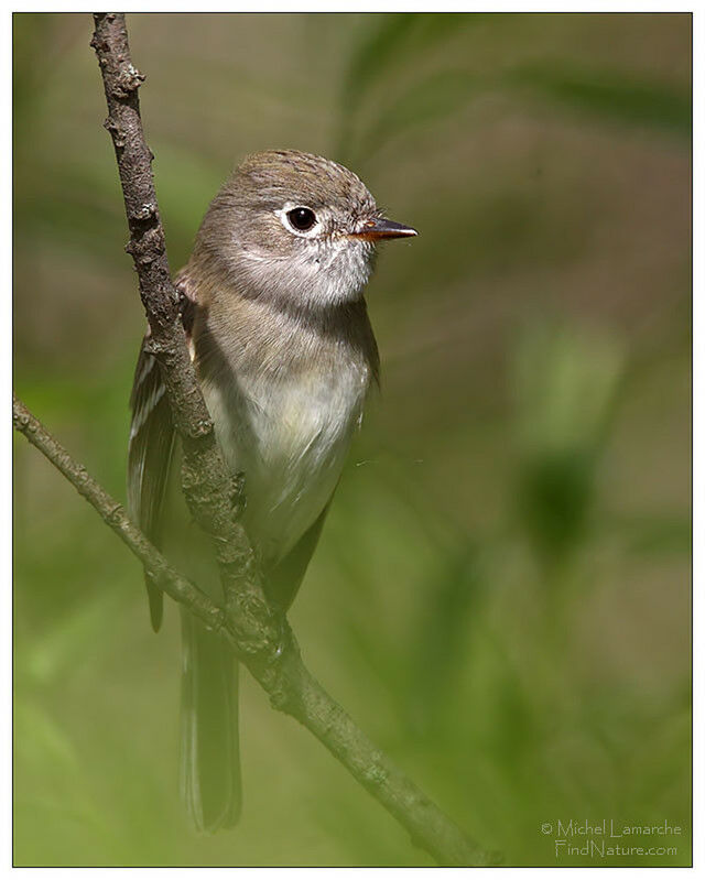 Least Flycatcher