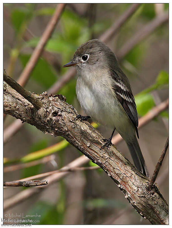 Least Flycatcheradult, identification