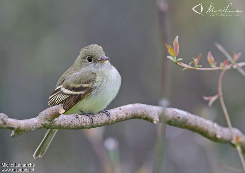 Acadian Flycatcheradult breeding, identification