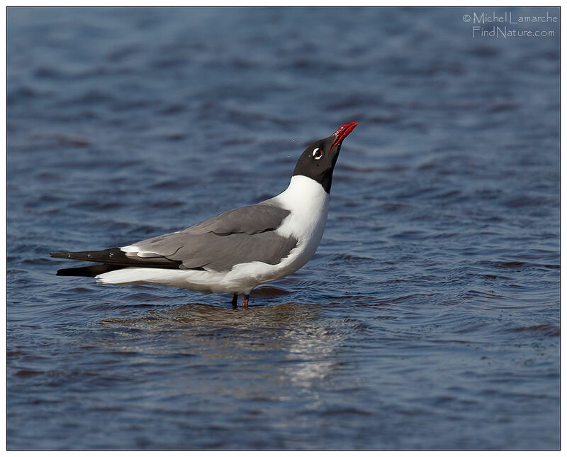 Mouette atricilleadulte