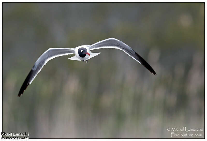 Mouette atricilleadulte nuptial, Vol