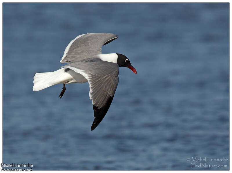 Mouette atricilleadulte nuptial, Vol