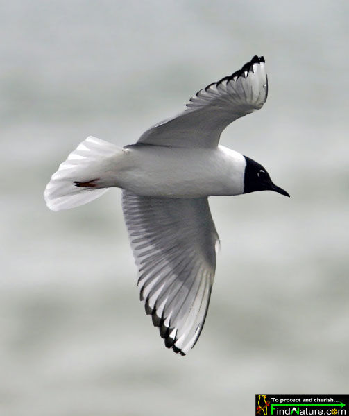 Mouette de Bonaparte