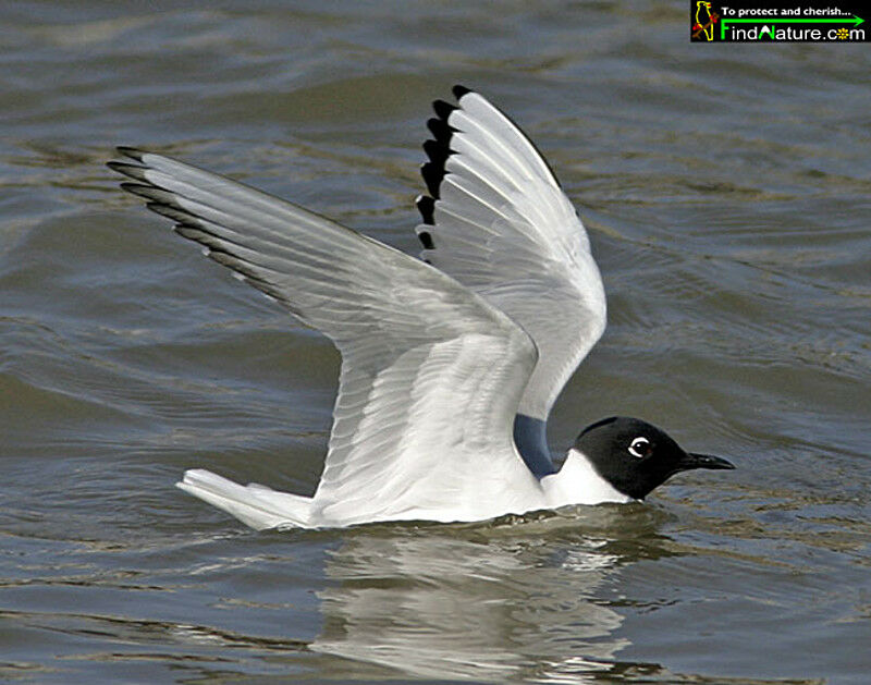 Bonaparte's Gull