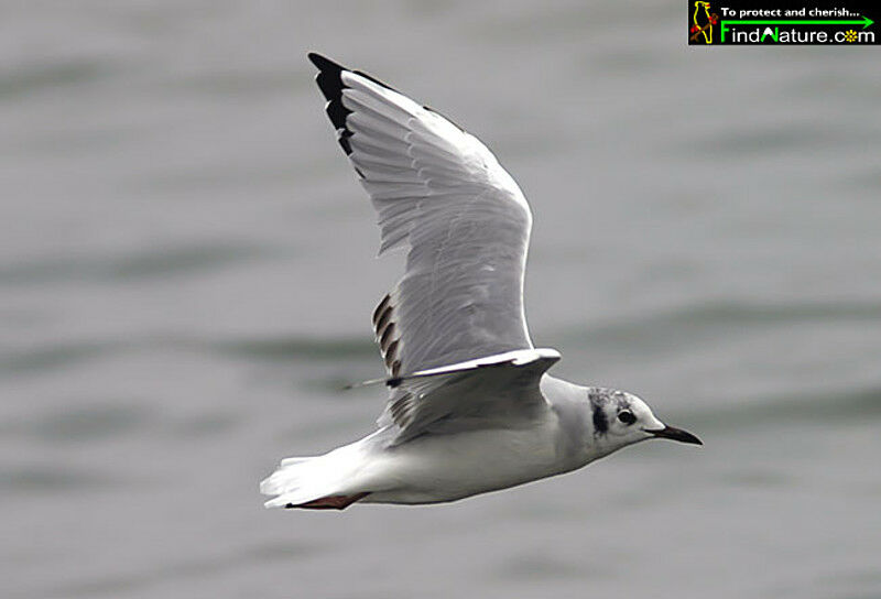 Mouette de Bonaparte