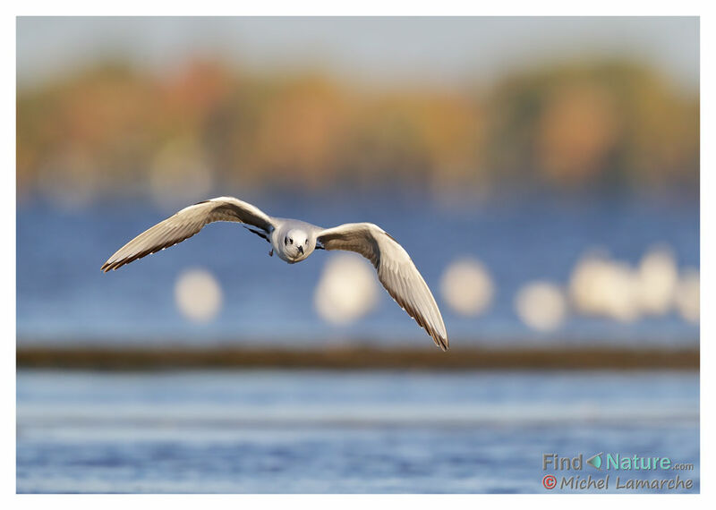 Bonaparte's Gull