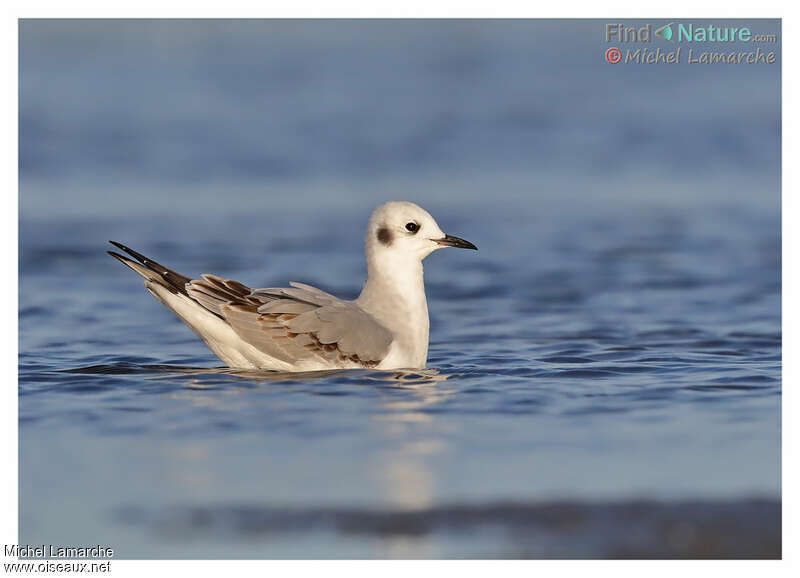 Mouette de Bonaparte1ère année, pigmentation, nage